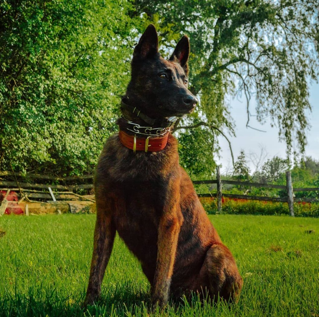 Elite personal protection dog — trained Belgian Malinois for family safety and home security in Ontario